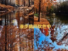 -白水寺森林公园