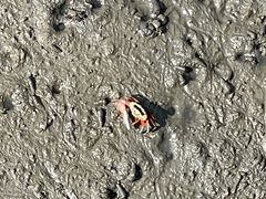 -北海金海湾红树林生态旅游区