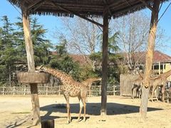 -上海野生动物园