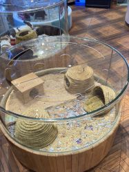 -卡通尼·Safari非洲探索乐园·生日会(金桥国际商业广场店)