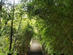 -张坝桂圆林公园