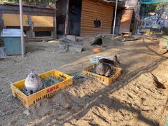 -神户市立六甲山牧场