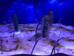 -芜湖新华联大白鲸海洋公园