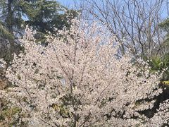 -武汉大学-樱园