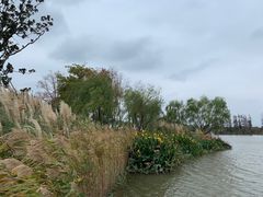 -上海长兴岛郊野公园