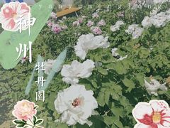 -神州牡丹园