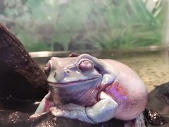-上海大自然野生昆虫馆(东方明珠·爬宠昆虫探索中心)