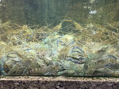 -海鲜e族(马王堆店)