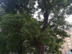 -王府井天主教堂