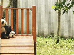 -卧龙中华大熊猫苑神树坪基地