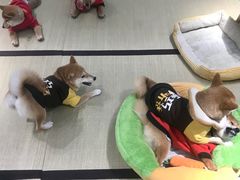 -逗柴咖啡屋·狗咖猫咖宠物桌游