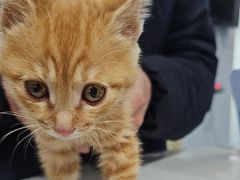 -宠颐生宠物医院·异宠猫科内科·诊疗中心宠巢店