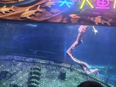 -太奥幻太奇海洋馆