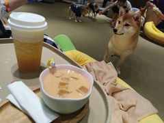 -逗柴咖啡屋·狗咖猫咖宠物桌游