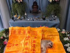 -彩虹桥宠物火化殡葬善终服务(金乐大厦店)