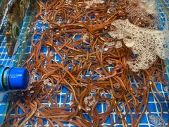 -三亚火车头万人海鲜广场