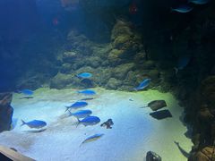 -凯莉-塔尔敦海洋生物水族馆