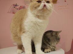 -三花喵·撸猫购宠·宠物生活馆(虹桥南丰城店)