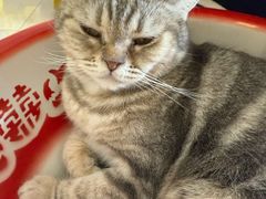 -平行世界·猫咖(首经贸店)