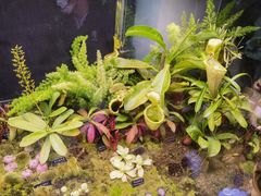 -中国科学院西双版纳热带植物园