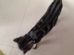 iphone_upload_pic-萌喵宠狗爱心宠咖