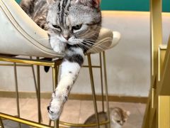 -飞行喵MR PILOT|猫舍·猫咖(静安大融城店)