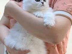 -lincat·猫舍(广州店)