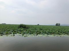 -微山湖红荷湿地景区