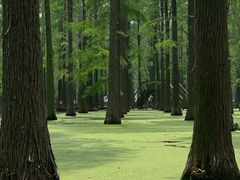 -渌洋湖湿地公园