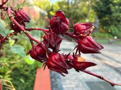 -广州神农草堂中医药博物馆