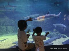 -烟台海昌鲸鲨海洋公园