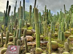 -深圳仙湖植物园