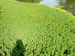 -桤木河湿地公园