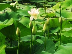 -莲花池公园