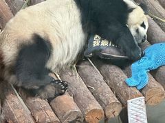 -青藏高原野生动物园