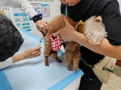 -美联众合动物医院·24h转诊中心
