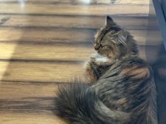 -momokira米努特·德文卷毛猫·棉花面纱犬