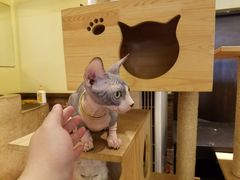 -more than meow吴止猫主题餐厅(承德 中船汇店)