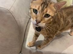 -啵啵喵·猫咖(攀华国际店)