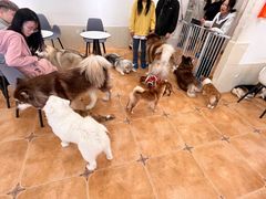 -Let's go狗咖·猫咖·奶狗·桌游(春熙路IFS店)