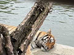 -横道河子东北虎林园