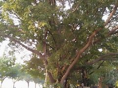 -more than meow吴止猫主题餐厅(承德 中船汇店)