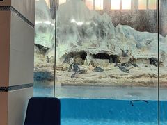 -帝企鹅自助餐厅•儿童岛•真企鹅(长隆企鹅酒店)