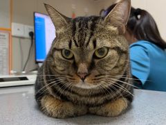 -创凡宠物医院·骨专科  猫科中心(西乡分院)