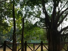 -南宁良凤江国家森林公园