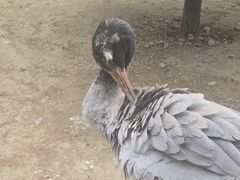 -青藏高原野生动物园