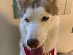 -Husky Go! 哈士奇体验馆·宠物咖啡厅狗咖