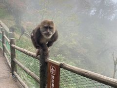 -峨眉山风景名胜区