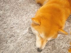 -柴务处·柴犬主题狗咖