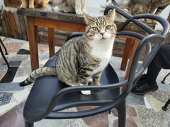 -喵屿·大理花园猫咖